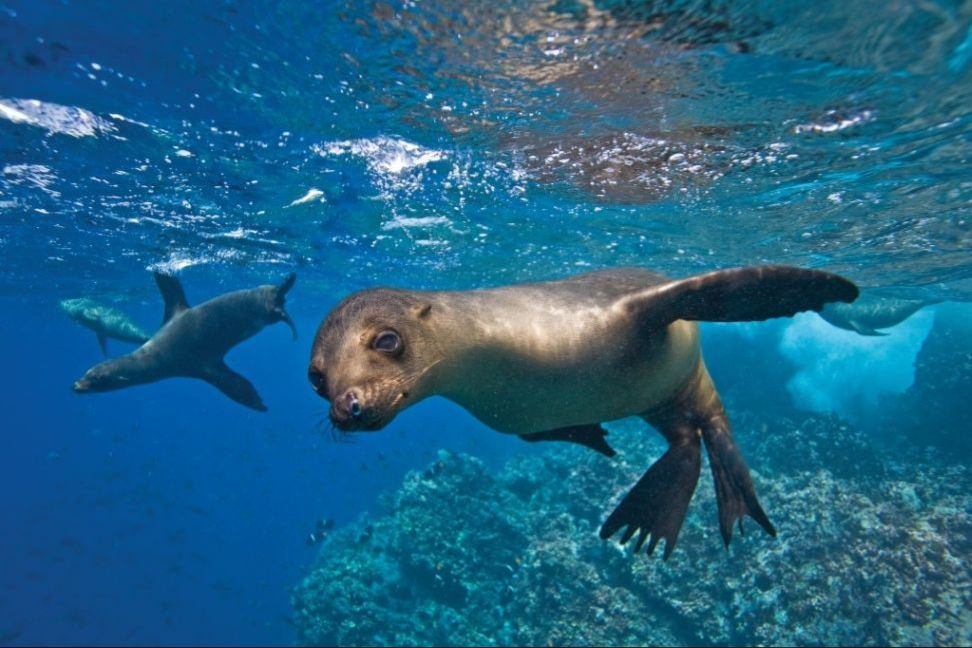 Морской лев в прозрачной воде